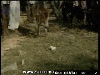 Исследование вегетарианцев - 1553469717178559507.gif