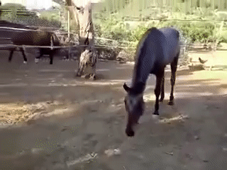 Исследование вегетарианцев - 14691332581869155.gif